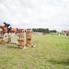 horses-csio2-15