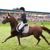 horses-csio2-18
