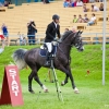horses-csio2-25