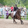 horses-csio2-3