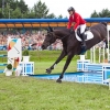 horses-csio2-51