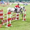 horses-csio2-59