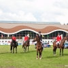 horses-csio2-64