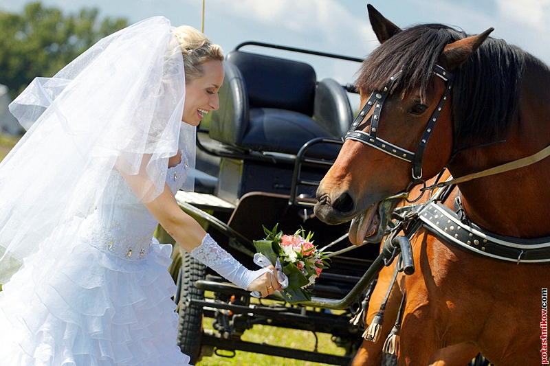 Свадьба и лошади. Цены на свадебную фотосессию.